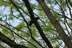 Corvus corone