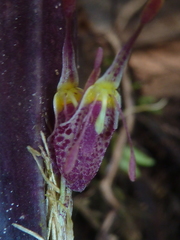 Restrepia muscifera