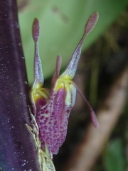 Restrepia muscifera