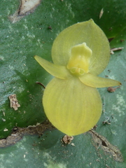 Pleurothallis cardiothallis