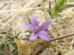 Dyschoriste schiedeana