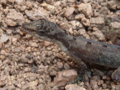 Anolis zeus