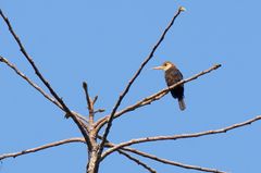 Brachygalba albogularis