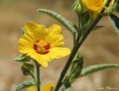 Sida galheirensis