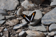 Adelpha malea