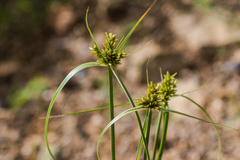 Cyperus fendlerianus