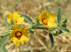 Sida galheirensis