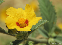 Sida galheirensis