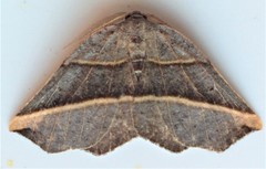 Metanema determinata