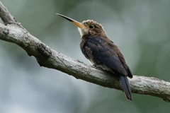 Brachygalba lugubris