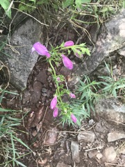 Penstemon campanulatus