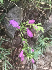 Penstemon campanulatus