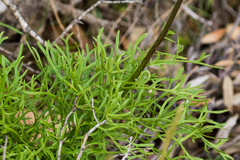 Psacalium decompositum