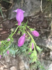 Penstemon campanulatus