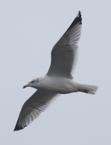 Gaviota de Delaware (Larus delawarensis)