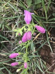 Penstemon campanulatus