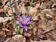 Iris reticulata