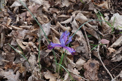 Iris reticulata