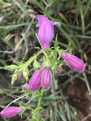 Penstemon campanulatus