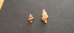 Peristerniinae