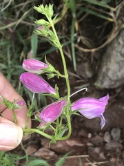 Penstemon campanulatus