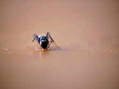 Camponotus novaeboracensis