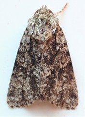 Acronicta impressa