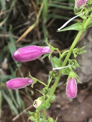 Penstemon campanulatus