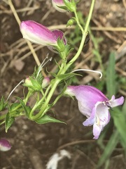 Penstemon campanulatus