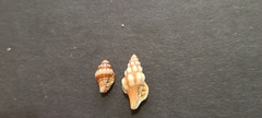 Peristerniinae