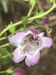 Penstemon campanulatus
