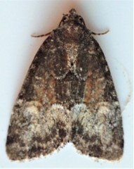 Neoligia subjuncta