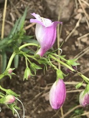 Penstemon campanulatus