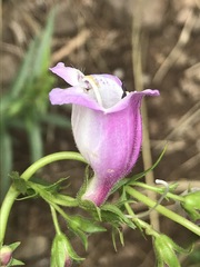 Penstemon campanulatus