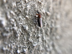 Dilophus tibialis breviceps