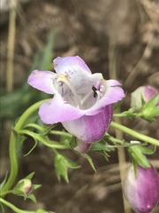 Penstemon campanulatus