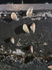 Bulimulus guadalupensis