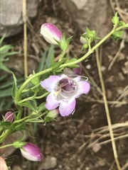 Penstemon campanulatus