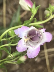 Penstemon campanulatus