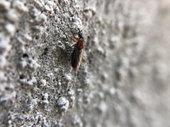 Dilophus tibialis breviceps