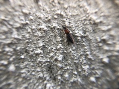 Dilophus tibialis breviceps