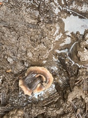 Arthurdendyus triangulatus