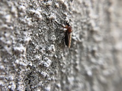 Dilophus tibialis breviceps