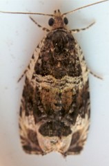 Olethreutes versicolorana