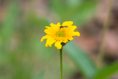 Lasianthaea podocephala