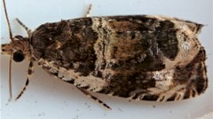 Olethreutes versicolorana