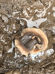 Arthurdendyus triangulatus