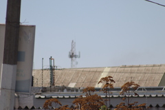 Verbesina fastigiata