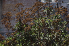 Verbesina fastigiata