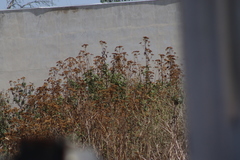 Verbesina fastigiata